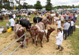 Malton Show 2024